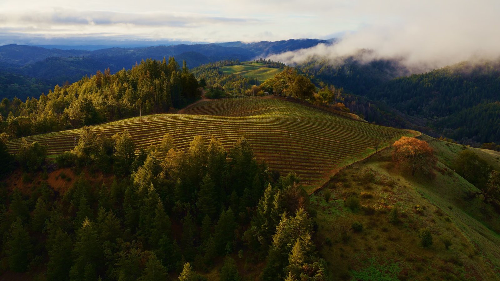 Tiendas de campana de algodón y yurtas en bosque templado: habitar el paisaje sin huella permanente